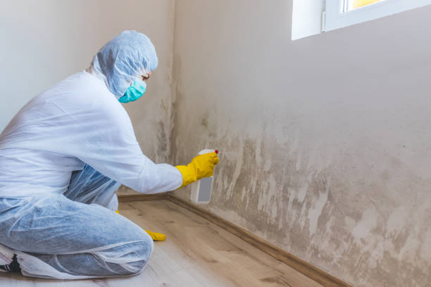 Professional mold removal team in Tenafly
